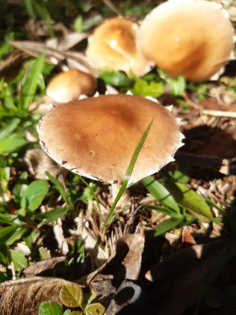 Lote para venda no bairro Portico em Gramado